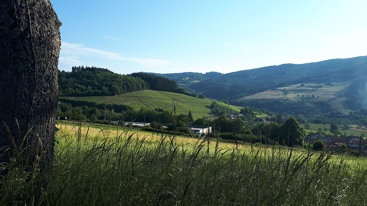 Huilerie Beaujolaise: production of artisanal oil and vinegar in the Beaujolais region in France